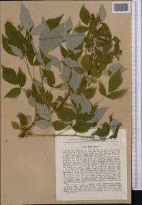 Rubus idaeus L., Middle Asia, Dzungarian Alatau & Tarbagatai (M5) (Kazakhstan)