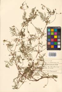 Erodium stephanianum Willd., Siberia (no precise locality) (S0) (Russia)