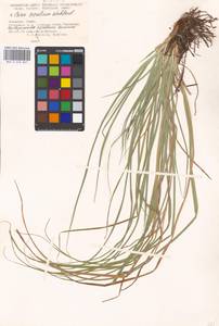 Carex secalina Willd. ex Wahlenb., Eastern Europe, North Ukrainian region (E11) (Ukraine)