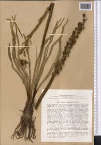 Eremurus inderiensis (M.Bieb.) Regel, Middle Asia, Caspian Ustyurt & Northern Aralia (M8) (Kazakhstan)