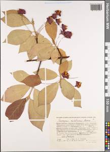 Euonymus sachalinensis (F. Schmidt) Maxim., Siberia, Russian Far East (S6) (Russia)