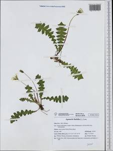 Aposeris foetida (L.) Less., Western Europe (EUR) (Italy)