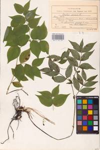 Lathyrus vernus (L.) Bernh., Eastern Europe, Northern region (E1) (Russia)