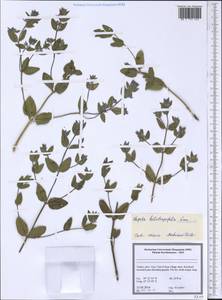 Nepeta heliotropifolia Lam., South Asia, South Asia (Asia outside ex-Soviet states and Mongolia) (ASIA) (Turkey)
