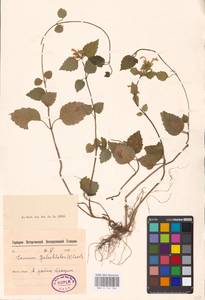 MHA 0 154 364, Lamium galeobdolon subsp. galeobdolon, Eastern Europe, North-Western region (E2) (Russia)