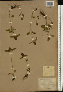 Prunella vulgaris L., Eastern Europe, South Ukrainian region (E12) (Ukraine)