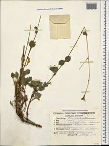 Silene chlorifolia Sm., Caucasus, Dagestan (K2) (Russia)
