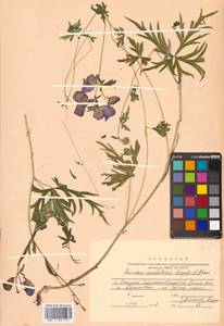 Aconitum karafutense subsp. karafutense, Siberia, Russian Far East (S6) (Russia)