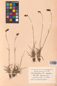 Luzula spicata (L.) DC., Eastern Europe, West Ukrainian region (E13) (Ukraine)