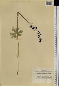 Delphinium crassifolium Schrad. ex Spreng., Siberia, Altai & Sayany Mountains (S2) (Russia)