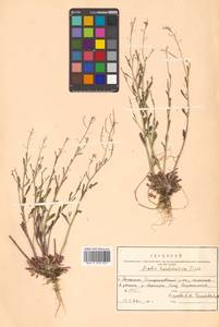 Arabidopsis lyrata subsp. kamchatica (Fisch. ex DC.) O'Kane & Al-Shehbaz, Siberia, Russian Far East (S6) (Russia)