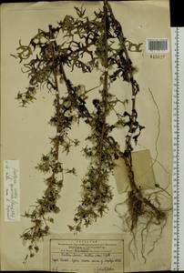 Lactuca indica L., Siberia, Russian Far East (S6) (Russia)