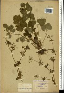 Apium graveolens L., Caucasus, Krasnodar Krai & Adygea (K1a) (Russia)