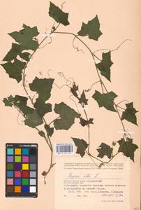 Bryonia alba L., Eastern Europe, Western region (E3) (Russia)