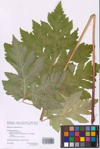 Heracleum sphondylium L., Eastern Europe, Central forest-and-steppe region (E6) (Russia)