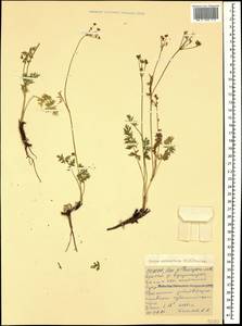 Carum caucasicum (M. Bieb.) Boiss., Caucasus, North Ossetia, Ingushetia & Chechnya (K1c) (Russia)
