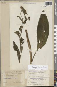 Symphytum tanaicense Steven, Eastern Europe, Volga-Kama region (E7) (Russia)