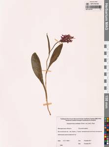 Dactylorhiza aristata (Fisch. ex Lindl.) Soó, Siberia, Chukotka & Kamchatka (S7) (Russia)