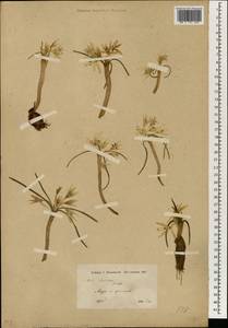 Colchicum, South Asia, South Asia (Asia outside ex-Soviet states and Mongolia) (ASIA) (Syria)