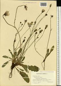 Hypochaeris radicata L., Eastern Europe, Latvia (E2b) (Latvia)