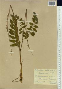 Hedysarum hedysaroides subsp. arcticum (B.Fedtsch.) P.W.Ball, Siberia, Yakutia (S5) (Russia)