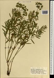 Euphorbia subcordata C.A.Mey. ex Ledeb., Mongolia (MONG) (Mongolia)