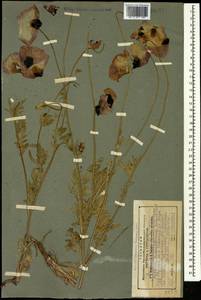 Papaver macrostomum Boiss. & A. Huet ex Boiss., Caucasus, Georgia (K4) (Georgia)