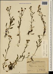 Erigeron acris subsp. acris, Crimea (KRYM) (Russia)