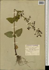 Scrophularia scopolii Hoppe, Caucasus, South Ossetia (K4b) (South Ossetia)