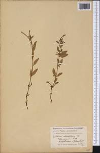 Epilobium alsinifolium Vill., America (AMER) (Greenland)