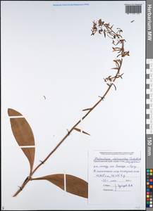 Platanthera chlorantha (Custer) Rchb., Caucasus, Black Sea Shore (from Novorossiysk to Adler) (K3) (Russia)