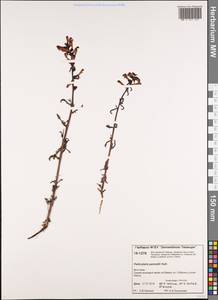 Pedicularis pennellii Hultén, Siberia, Central Siberia (S3) (Russia)