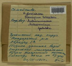 Aulacomnium palustre (Hedw.) Schwägr., Bryophytes, Bryophytes - Chukotka & Kamchatka (B21) (Russia)