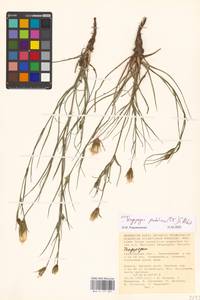 Tragopogon podolicus Besser ex DC., Eastern Europe, Lower Volga region (E9) (Russia)