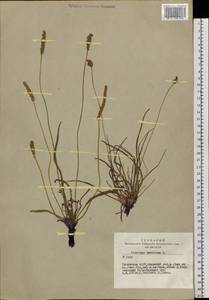 Plantago maritima L., Siberia, Altai & Sayany Mountains (S2) (Russia)