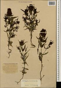 Melampyrum caucasicum Bunge, Caucasus, Krasnodar Krai & Adygea (K1a) (Russia)