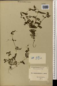 Vicia sativa subsp. cordata (Hoppe)Asch. & Graebn., Caucasus, Black Sea Shore (from Novorossiysk to Adler) (K3) (Russia)