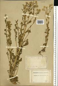 Barbarea vulgaris W. T. Aiton, Eastern Europe, Central forest region (E5) (Russia)