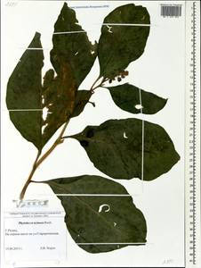Phytolacca acinosa Roxb., Eastern Europe, Central region (E4) (Russia)