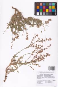 Limonium suffruticosum (L.) Kuntze, Eastern Europe, Lower Volga region (E9) (Russia)