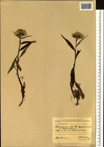 Saussurea nuda var. oxyodonta (Hultén) Vorosch., Siberia, Russian Far East (S6) (Russia)