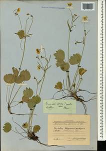 Ranunculus subtilis Trautv., Caucasus, Stavropol Krai, Karachay-Cherkessia & Kabardino-Balkaria (K1b) (Russia)