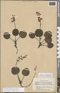 Pyrola rotundifolia L., Siberia, Altai & Sayany Mountains (S2) (Russia)