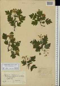 Crataegus ambigua C. A. Mey. ex A. K. Becker, Eastern Europe, Central forest-and-steppe region (E6) (Russia)