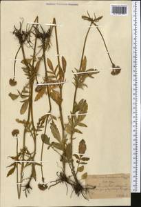 Valeriana dubia Bunge, Middle Asia, Northern & Central Tian Shan (M4) (Kazakhstan)