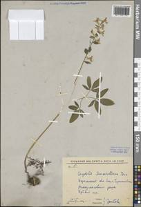 Corydalis cava (L.) Schweigg. & Körte, Eastern Europe, Central forest-and-steppe region (E6) (Russia)