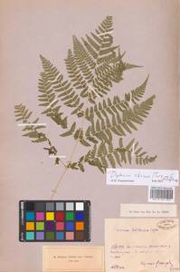 Diplazium sibiricum (Turcz. ex Kunze) Sa.Kurata, Eastern Europe, Central region (E4) (Russia)