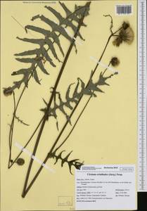 Cirsium erisithales (Jacq.) Scop., Western Europe (EUR) (Italy)