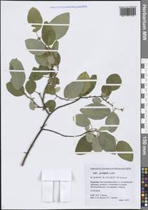 Salix pyrolifolia Ledeb., Siberia, Baikal & Transbaikal region (S4) (Russia)