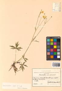 Ranunculus acris L., Siberia, Russian Far East (S6) (Russia)